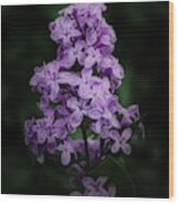 Lilacs For Annie Wood Print