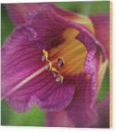 Lilies Wood Print