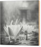 Lily Pond Black And White Wood Print