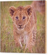 Lion Cub Wood Print