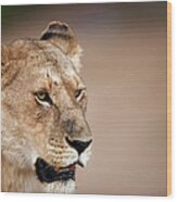 Lioness Panthera Leo Wood Print