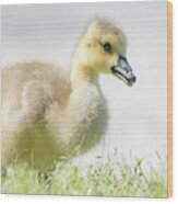 Little Gosling Wood Print