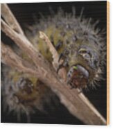 Little Hairy Caterpillar Of Dispar Lymantria Macro Portrait Wood Print