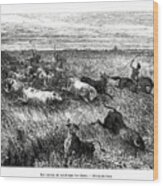 Livestock, Los Llanos, Venezuela, 19th Wood Print