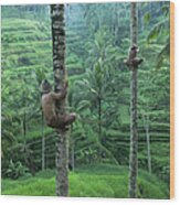 Local Men Climbing Coconut Trees Wood Print