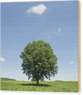 Lone Tree In Cornfield Wood Print