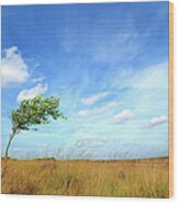 Lonesome Tree Swept By The Wind Wood Print