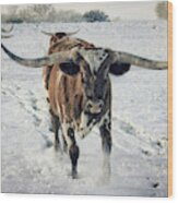 Longhorns In The Snow #1 Wood Print