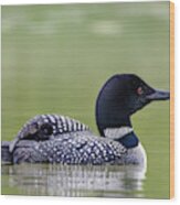 Loon And Chick Wood Print