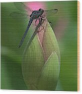 Lotus Bud And Slaty Skimmer Dragonfly Dl0006 Wood Print