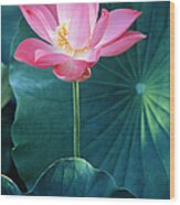 Lotus Flower Nelumbo Sp., Close-up Wood Print