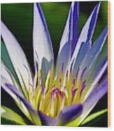 Lovely Purple Waterlily On A Summer Day Wood Print