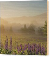 Lupine In The Fog, Sugar Hill, Nh Wood Print