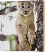 Lynx Kitten In Tree Wood Print