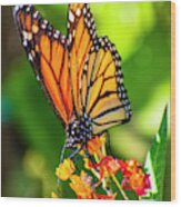 M Monarch Butterfly One Wood Print