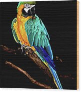 Macaw Wood Print
