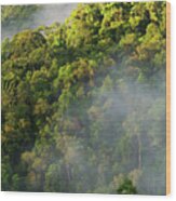 Madagascar Cloud Forest Wood Print