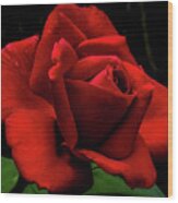 Magnificent Red Long Stem Rose Wood Print