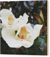 Magnolia Blossoms -2 Wood Print