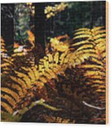 Maine Autumn Ferns Wood Print