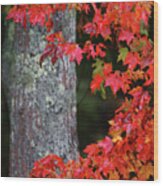 Maine In The Fall Wood Print