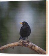 Male Blackbird Perching On An Old Pine Branch Wood Print
