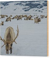 Male Elk National Elk Refuge Wood Print