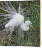 Male Great Egret Dressed In His Finery Wood Print