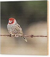 Male Red-headed Finch, Namibia Wood Print