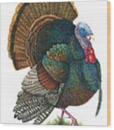 Male Turkey Strut Wood Print