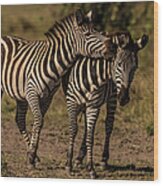 Male Zebras Play Fighting Wood Print