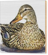 Mallard Duck Wood Print