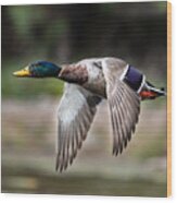 Mallard Fly By Wood Print