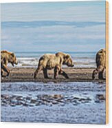 Mama Bear And Her Two Cubs On The Beach Wood Print