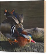 Mandarin Duck Wood Print