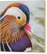 Mandarin Duck Portrait Wood Print