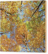 Maple Canopy Wood Print
