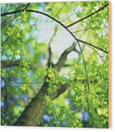 Maple Tree Wood Print