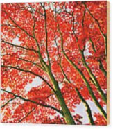 Maple Trees In Autumn Wood Print