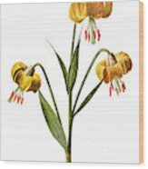 Martagon Lily Flower Wood Print