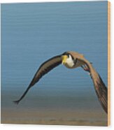 Masked Lapwing In Flight Over Mudflats, Moreton Bay Wood Print