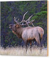 Bull Elk Bugling Fall Breeding Season Wood Print