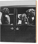 Mastiffs Wood Print