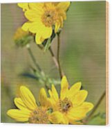 Maximilian Sunflowers - Uw Arboretum Wood Print