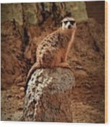 Meerkat Wood Print