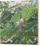 Mimosa Tree Blooms And Fronds Wood Print