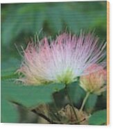 Mimosa Tree In Bloom Wood Print