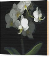 Mini White Orchids Wood Print