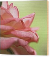 Miniature Rose Blossom Wood Print