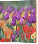 Mix Border With Tulips Purple Dream 1 Wood Print